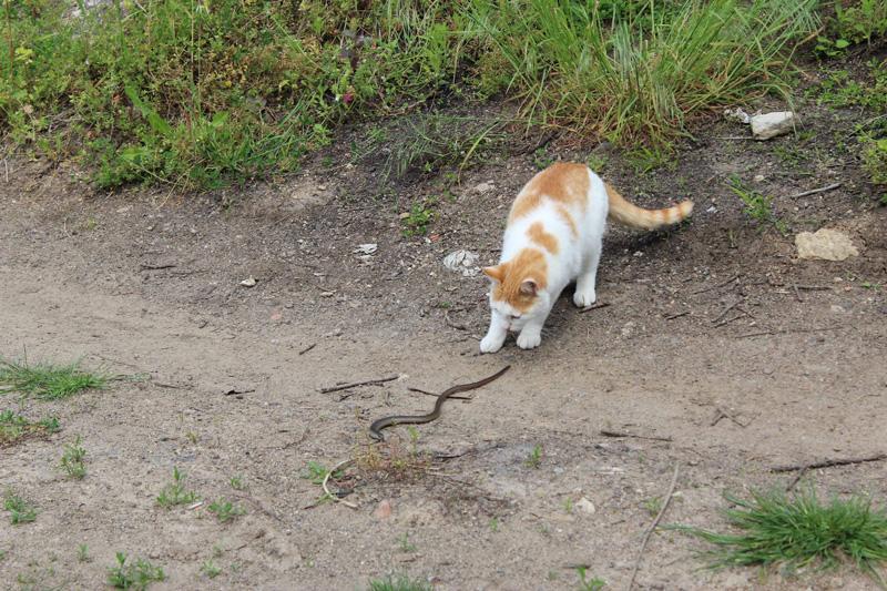 symptoms of a snake bite in cats - cat watching snake