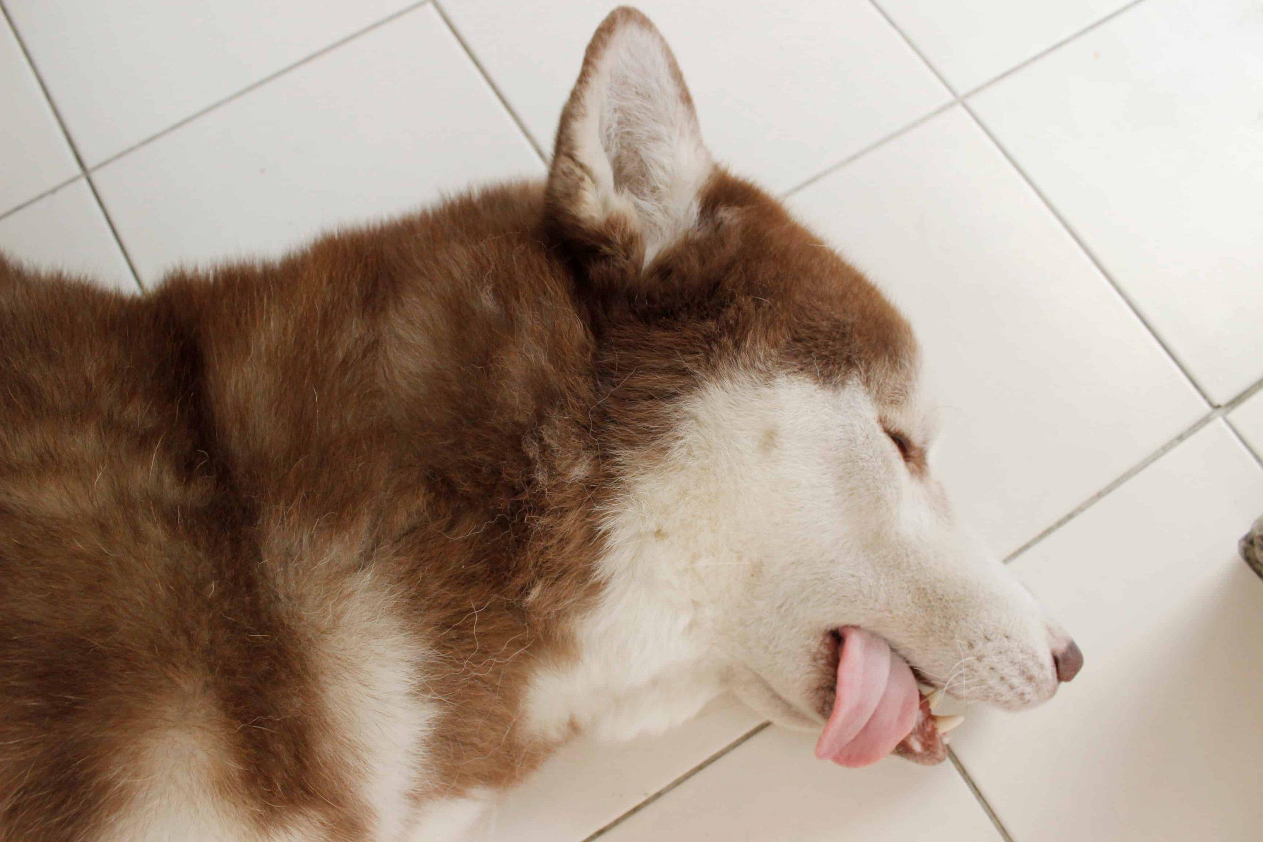 What can trigger a seizure in a dog - dog sleeping on floor