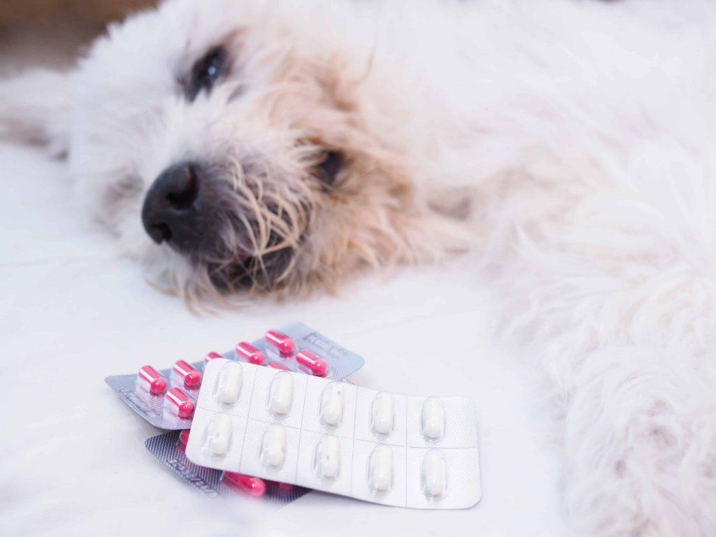 What can trigger a seizure in a dog - dog sleeping