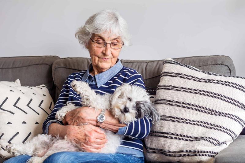Havanese dogs health problems old women with Havanese dogs