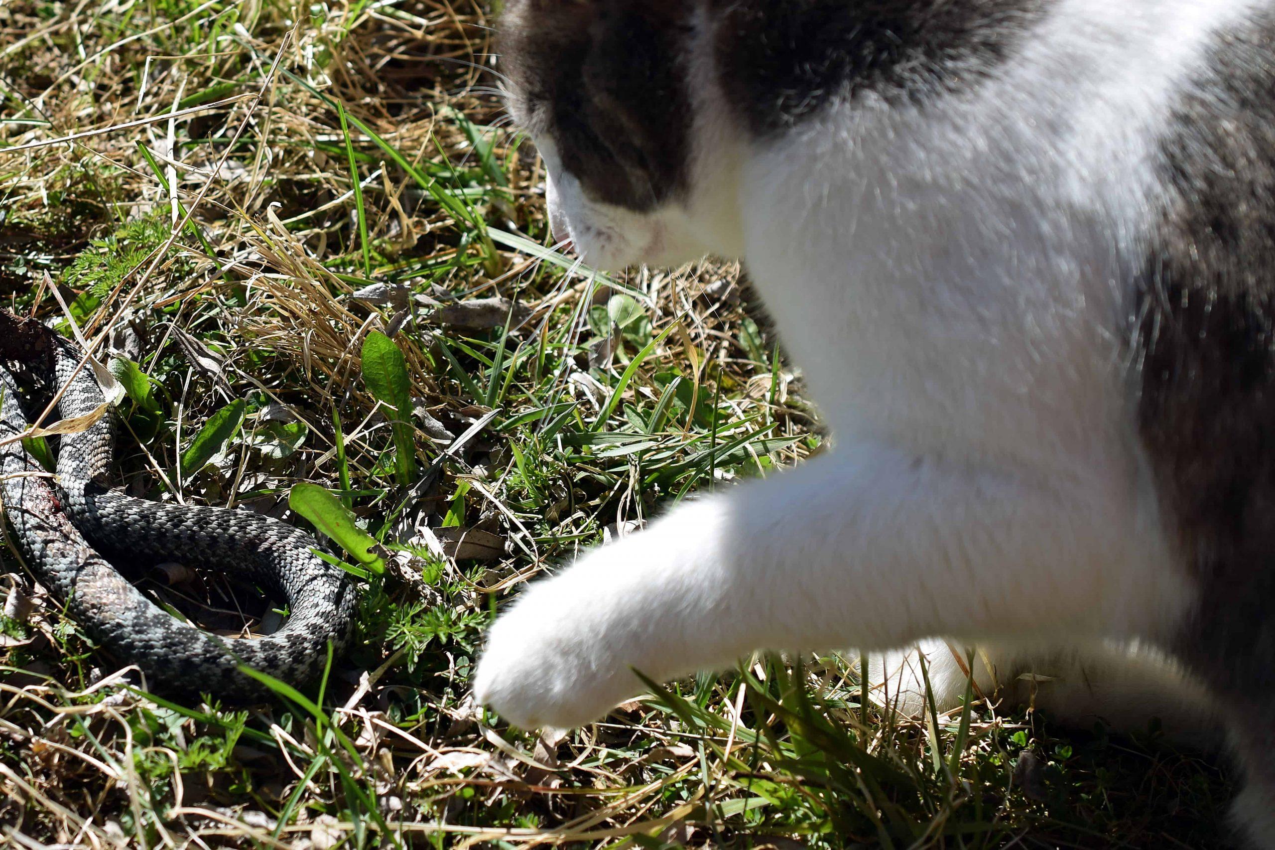 symptoms of a snake bite in cats - white cat fighting snake