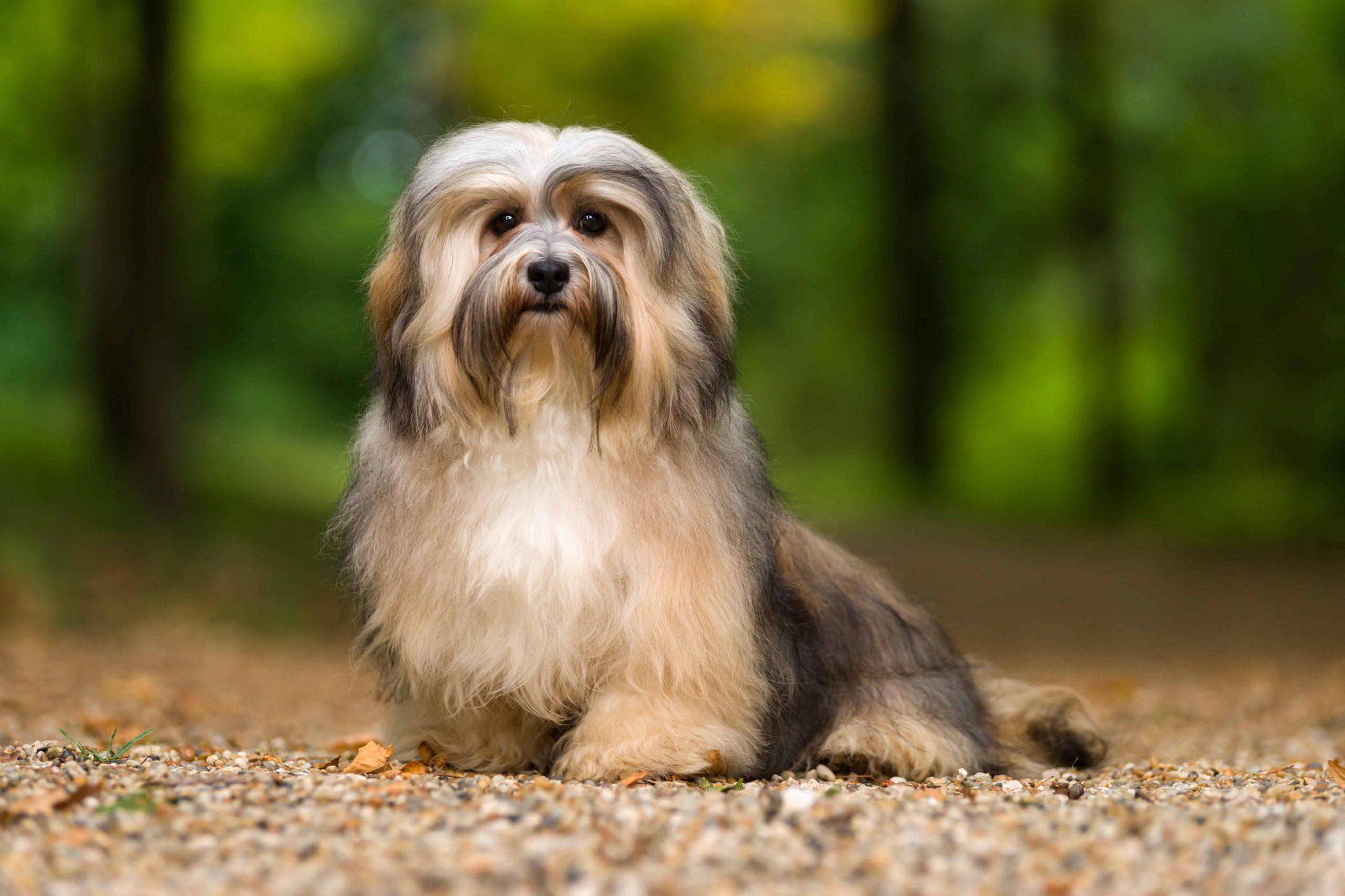 Havanese dogs health problems - Havanese life expectancy