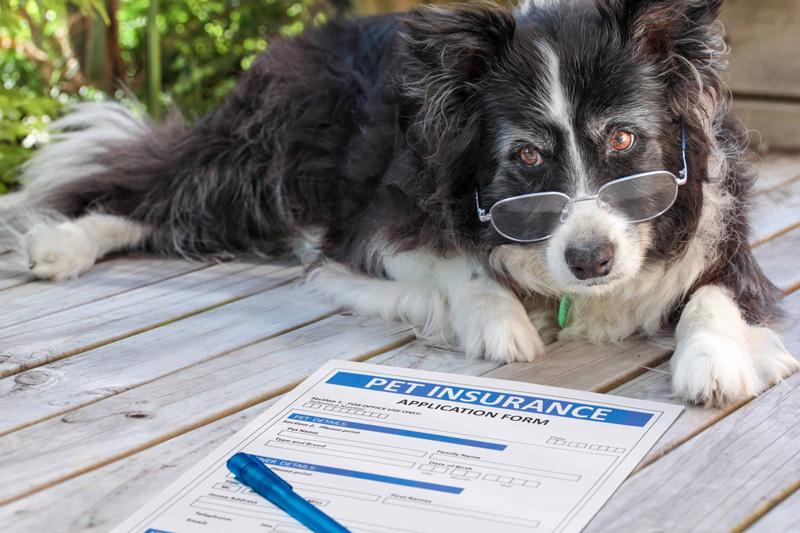 curious about pet insurance increases every year 800x533 1