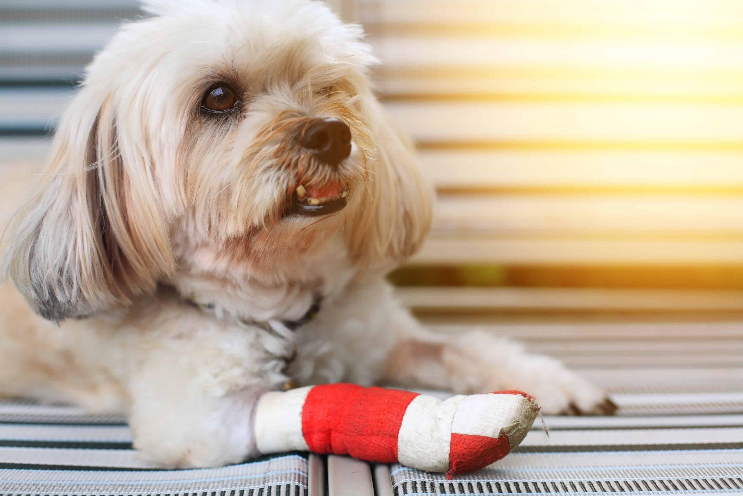 How Much does pet insurance increase each year - dog image