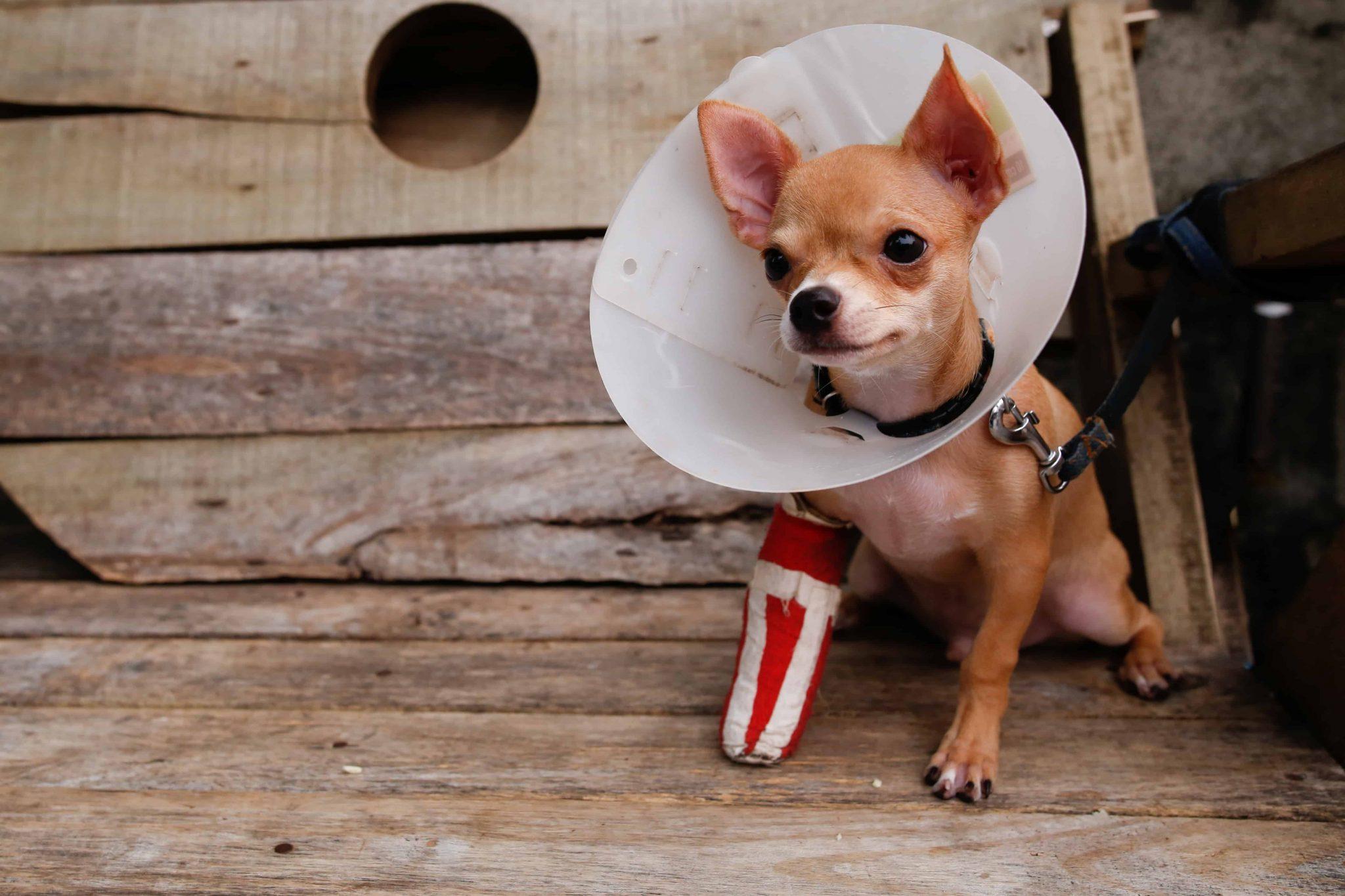 should I get pet insurance scaled