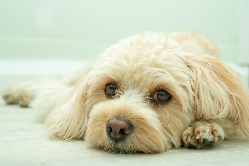 Do cavoodles have health problems? - white Cavoodle on floor