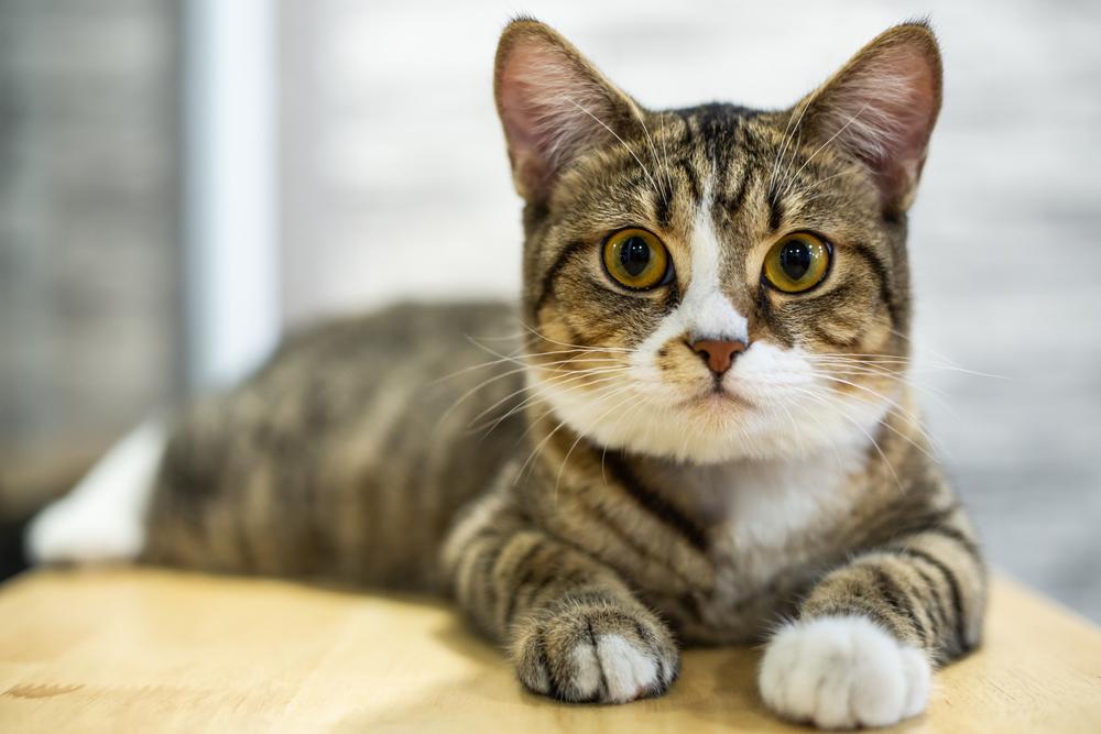 Domestic short hair brown cat sitting