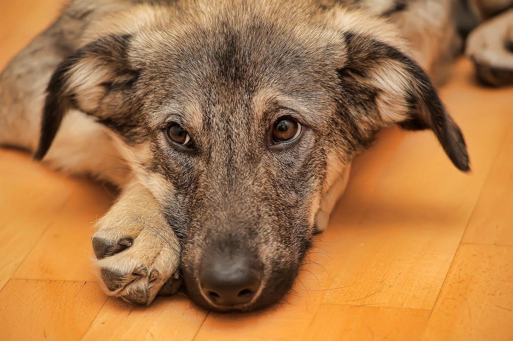 the five health conditions german shepherds are prone to