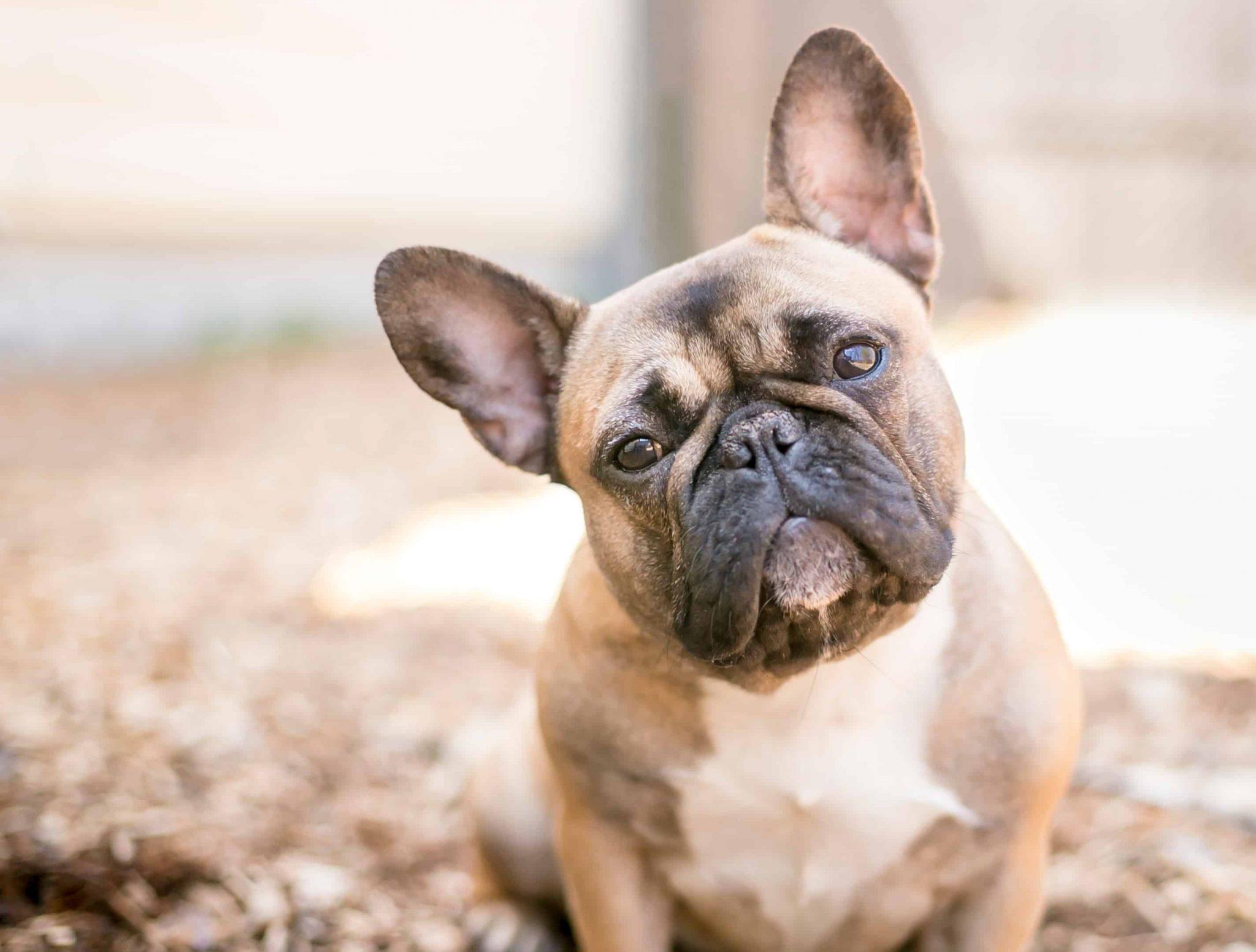 why does pet insurance cost more for some breeds scaled
