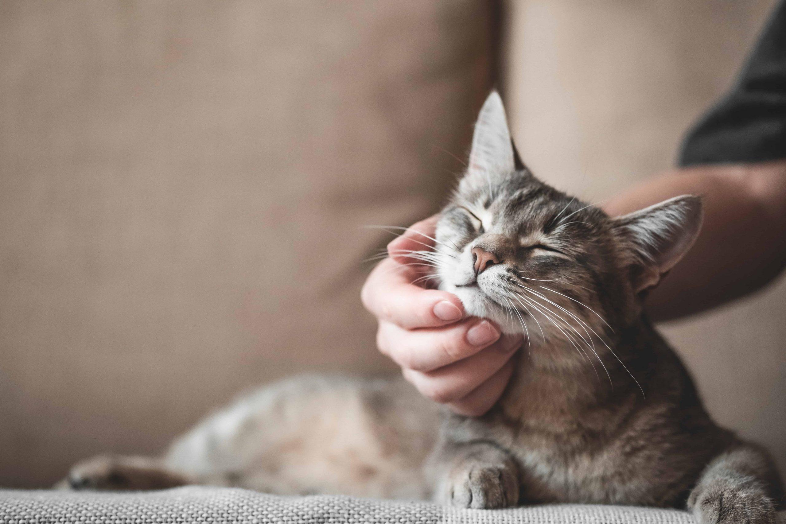 lethargy in cats - gray cat sleeping