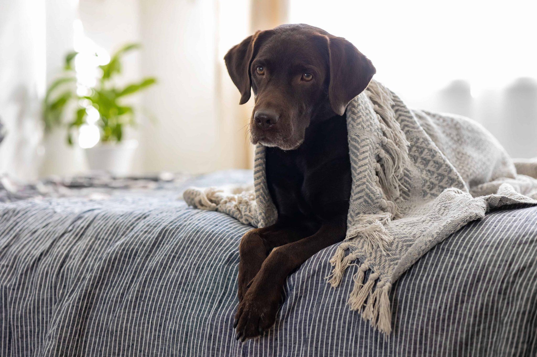 Labrador Diseases and symptoms - Black dog Sitting