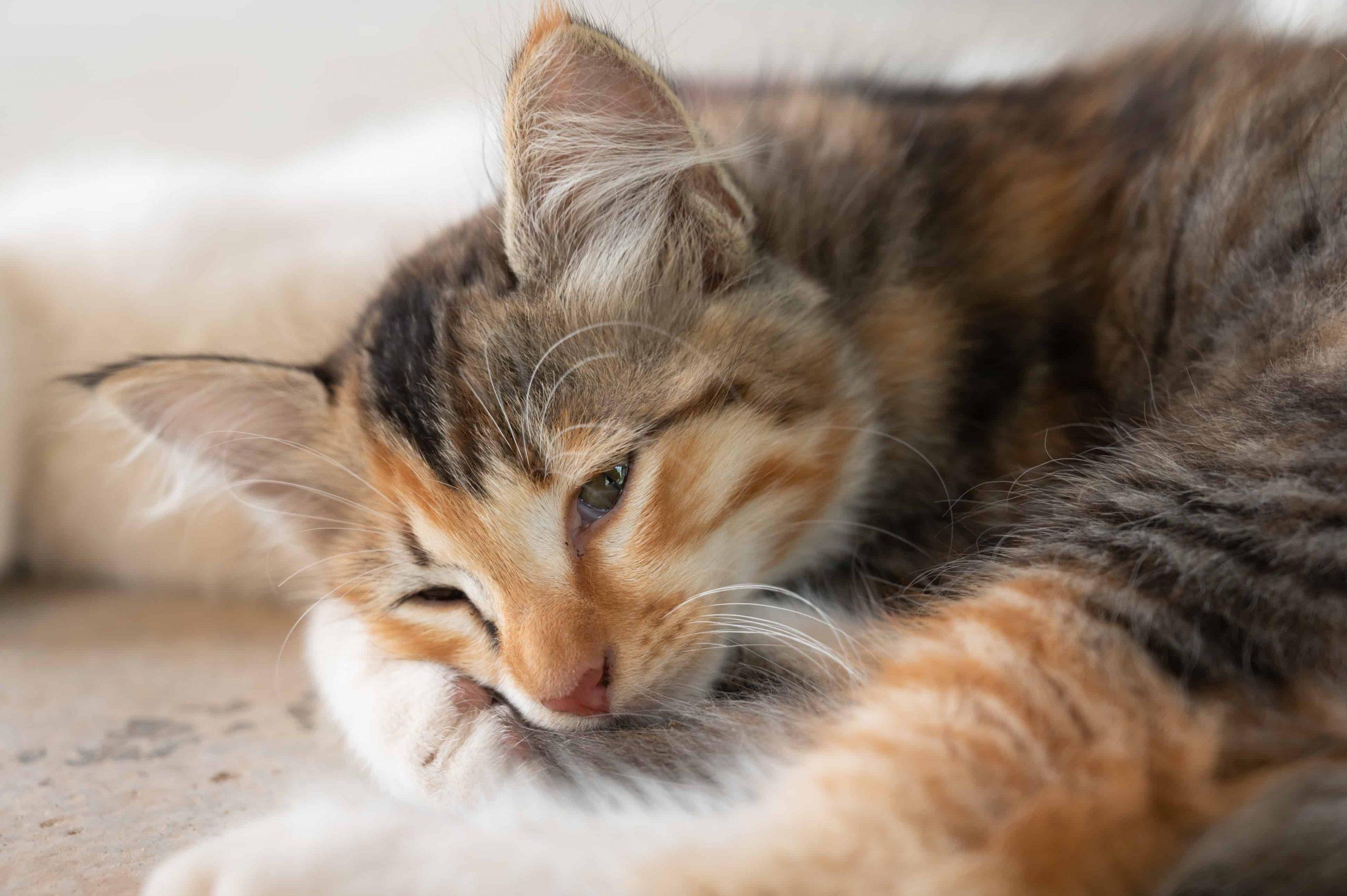 lethargy in cats - brown orange cat look sad