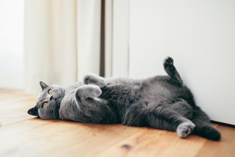 British Short Hair Cat Playing