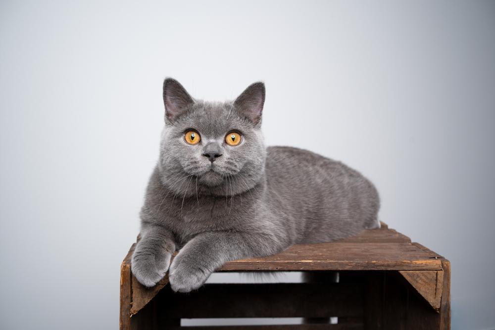 Grey british shorthair cat
