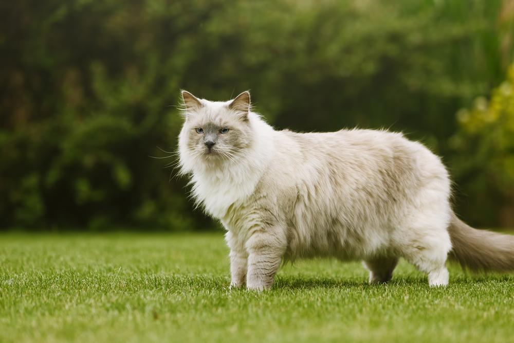 Furry Ragdoll cat