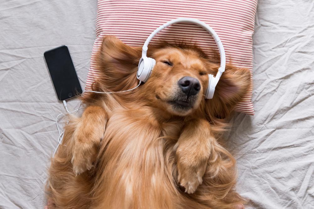 Are golden retrievers smart - golden retrievers wearing headphone