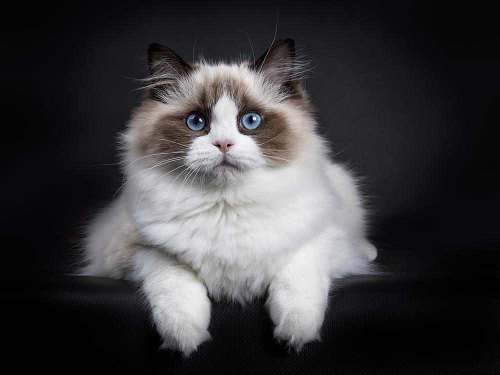 hypertrophic cardiomyopathy in Ragdoll Cats - Cute Ragdoll cat sitting