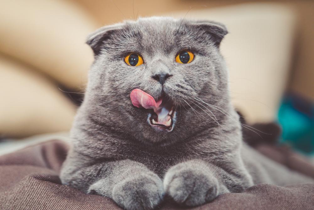 Grey british shorthair