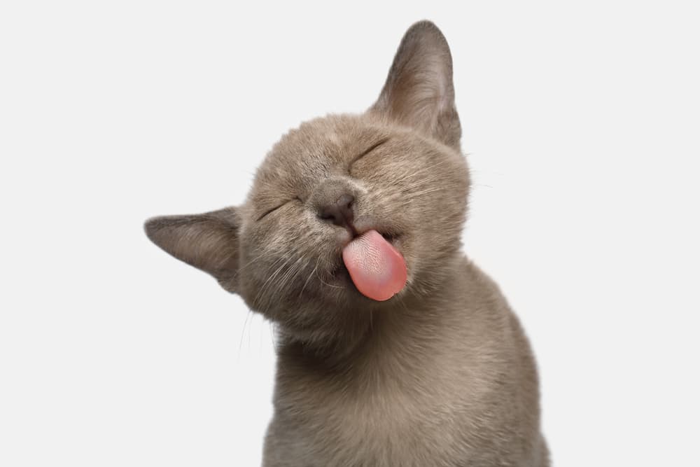 are burmese cats friendly - brown burmese cat