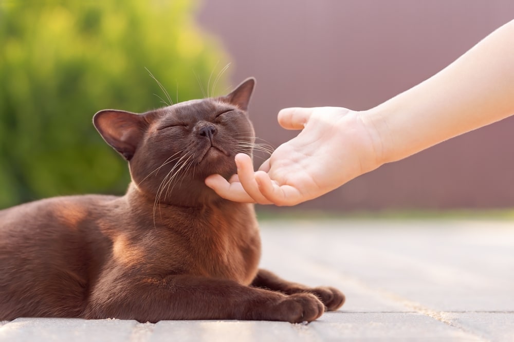 black fluffy burmese cat