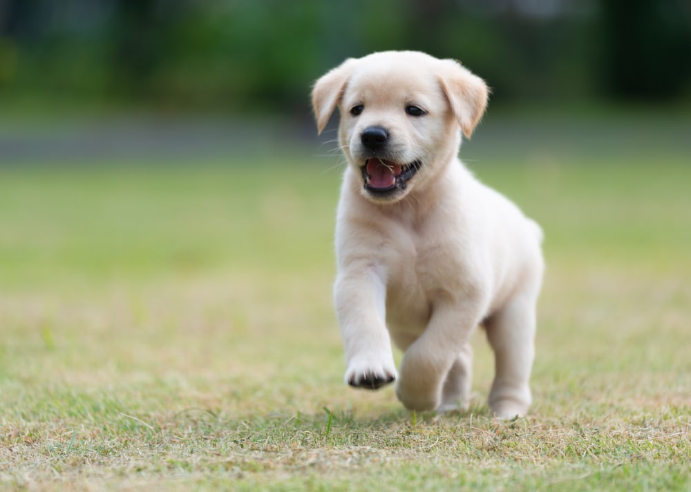 labradors as guard dogs trustworthy or treacherous