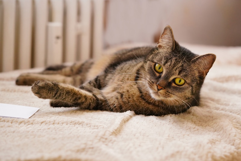 Tabby Cat Training Tips How to Get Your Furry Friend to Behave 800x534 1