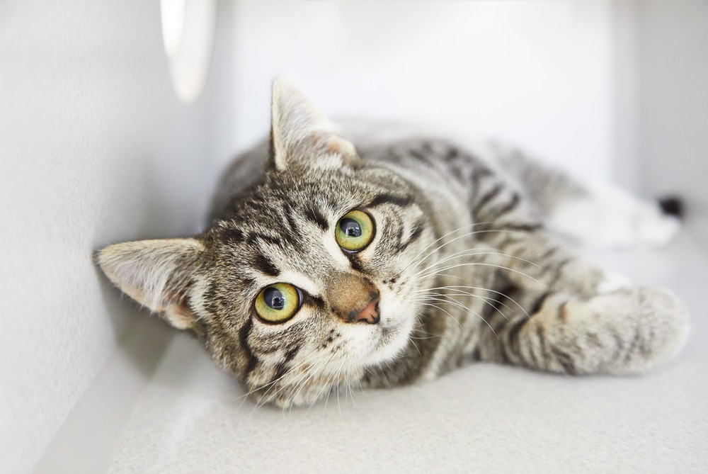 The Five Healthiest and Three Unhealthy Tabby Cat Breeds Which One is Yours