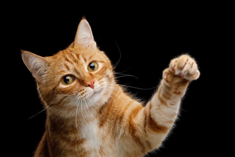 brown Tabby cat shaking its paw