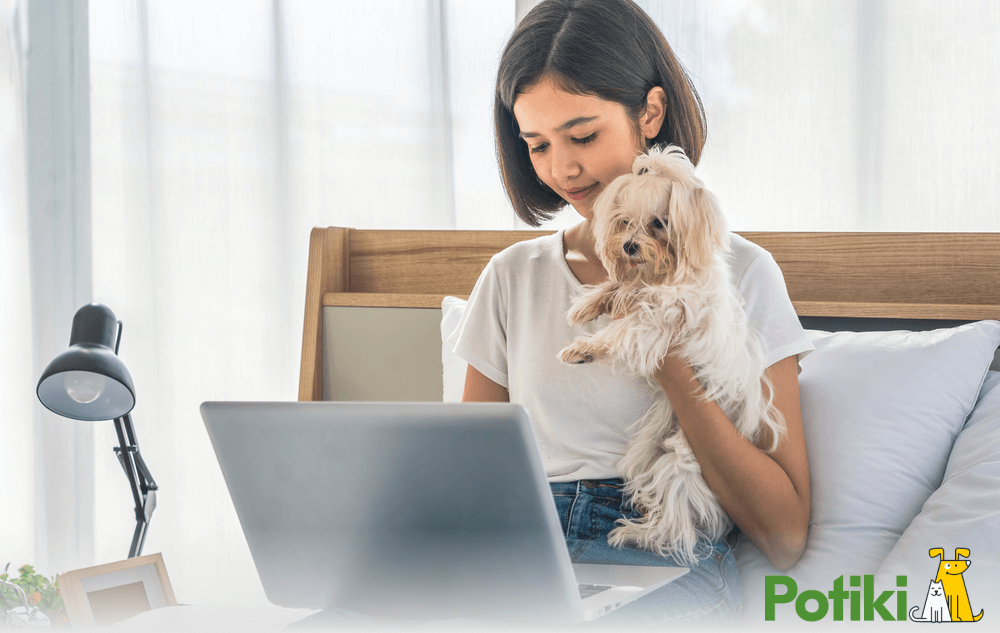 Affordable Pet Insurance Image 1 A girl working while holding her cavoodle