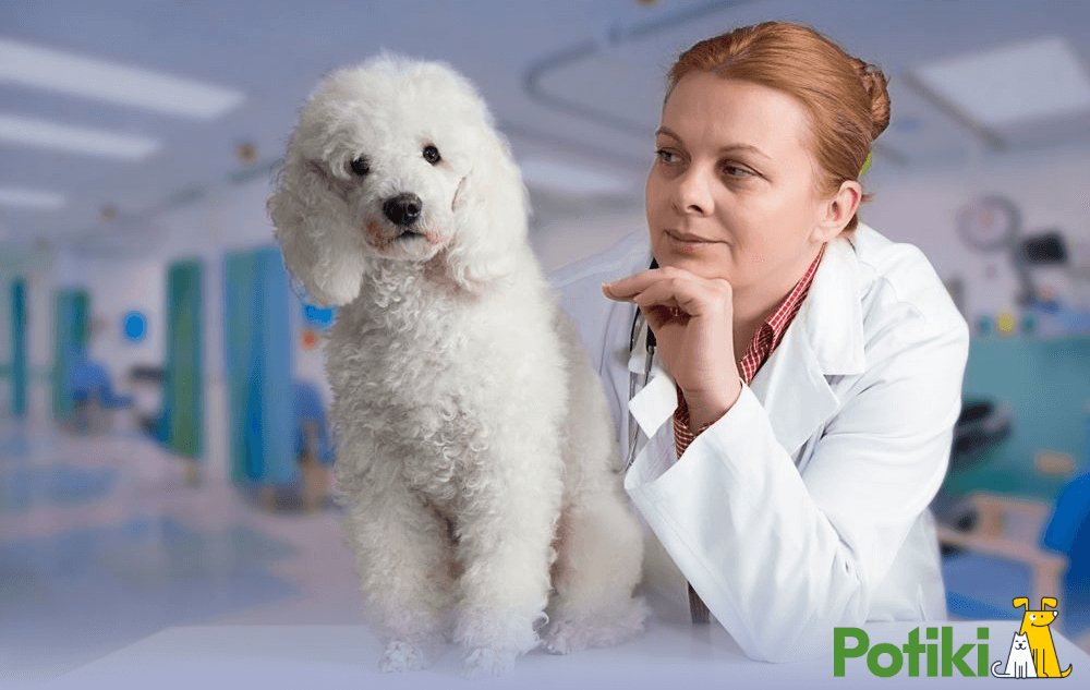 Doctor Inspecting a white cavoodle