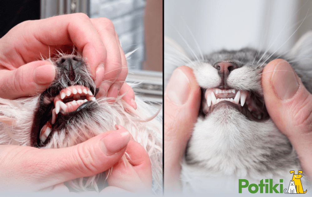 A doctor examining dog's teeth