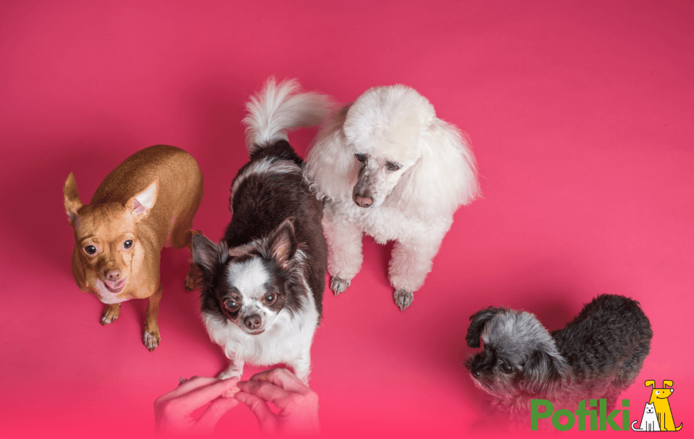 compare dog insurance