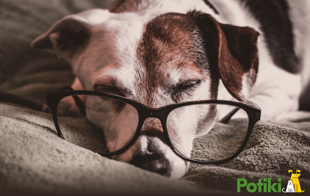 pet insurance for older dogs