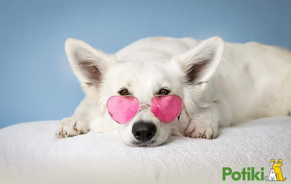 pet insurance for puppies