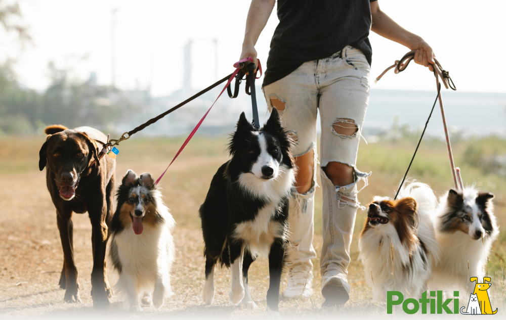 dog insurance cost