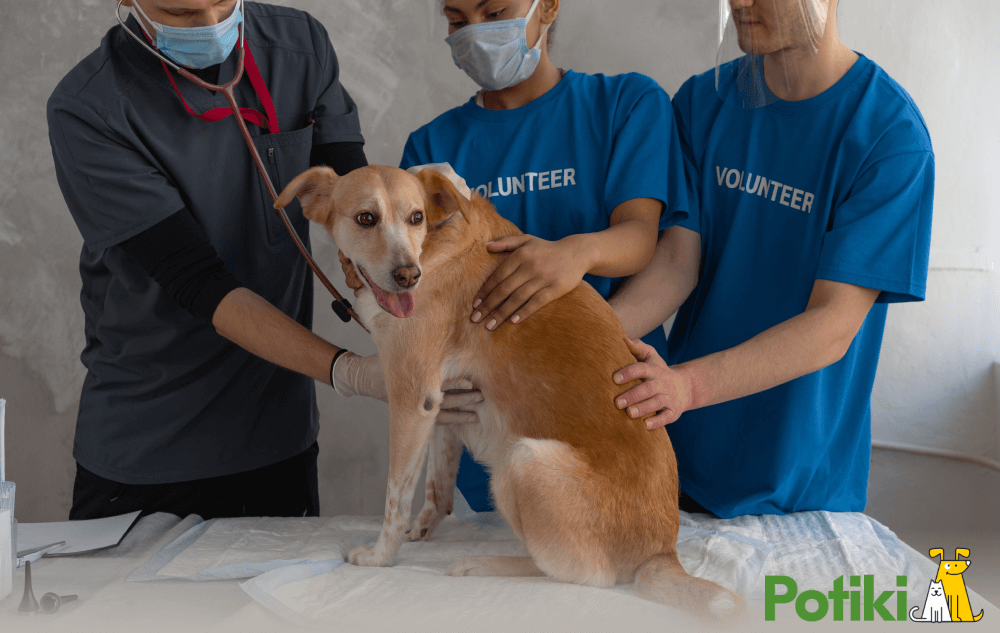 Guide dog getting inspected