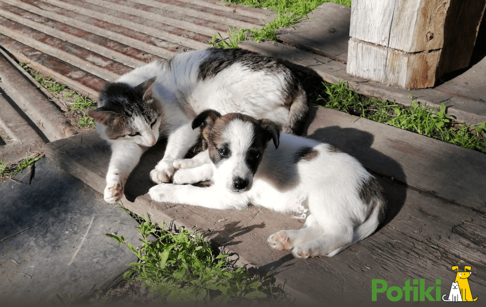 A tabby cat and a pup sitting