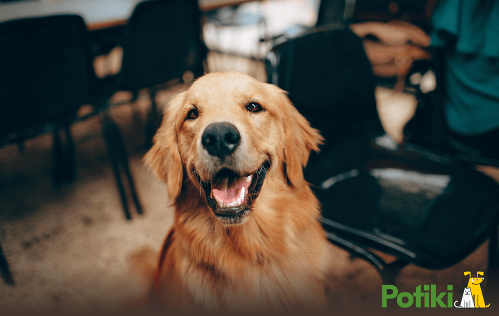 Introduction to Everyday Pet Insurance Image 2 Golden retriever playing