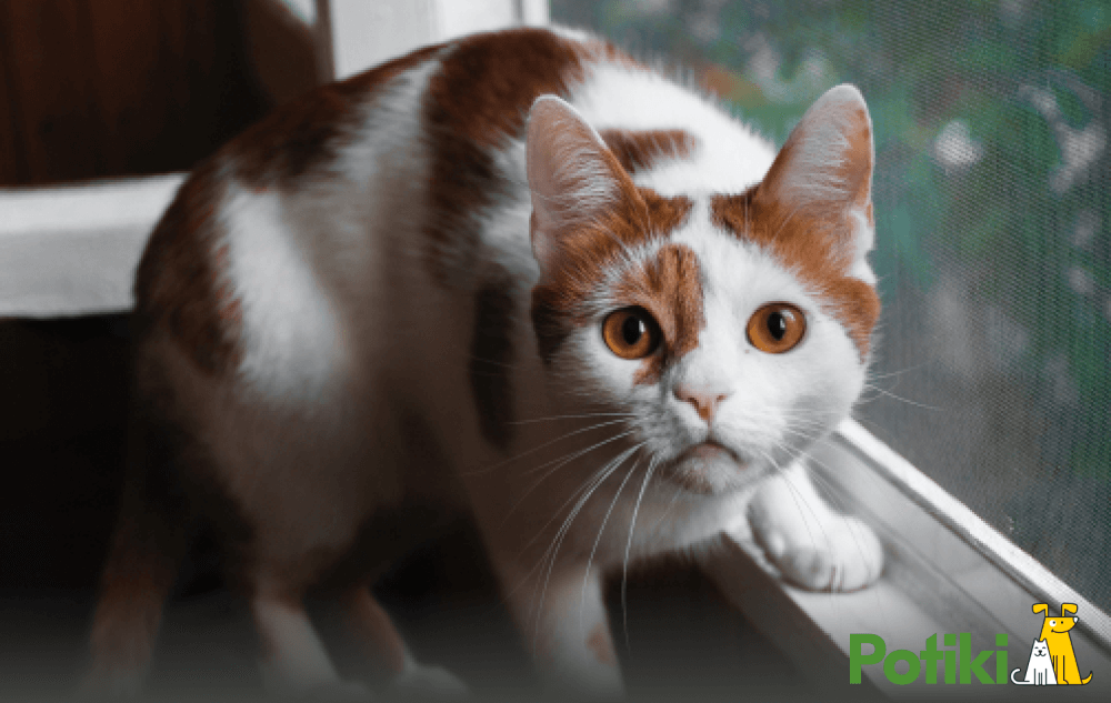 Introduction to Everyday Pet Insurance Image 3 A cat with brown eyes staring