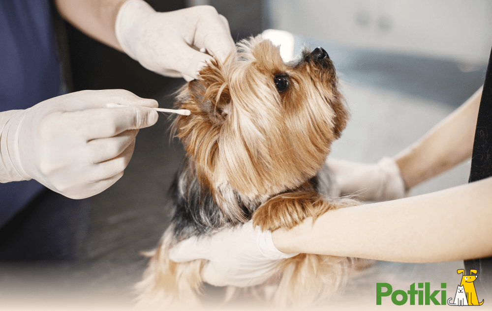 Dog inspected by doctors