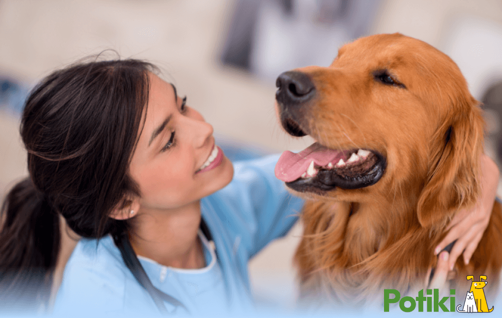 A vet doctor treating a dog