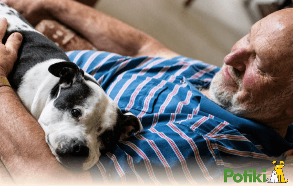 An aged dog sitting on its owner's lap