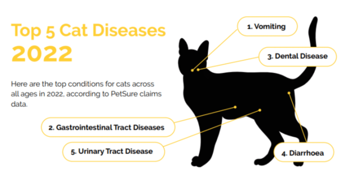Top 5 Cat Diseases 2022 Top 5 everyday cat diseases