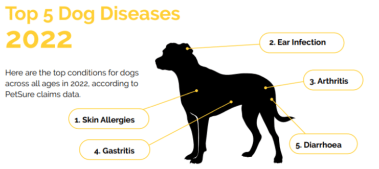 Top 5 Dog Diseases 2022 Top 5 everyday dog diseases