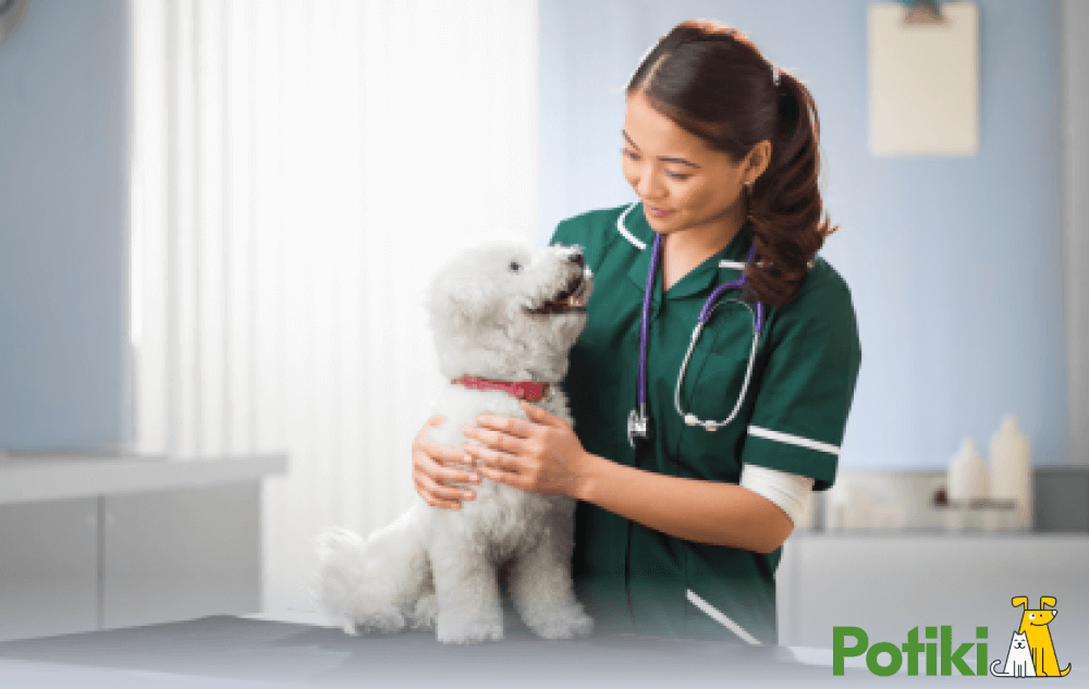 Understanding Pet Insurance Coverage Image 1