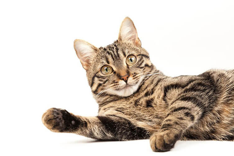 Cute Brown Short Hair Cat waving