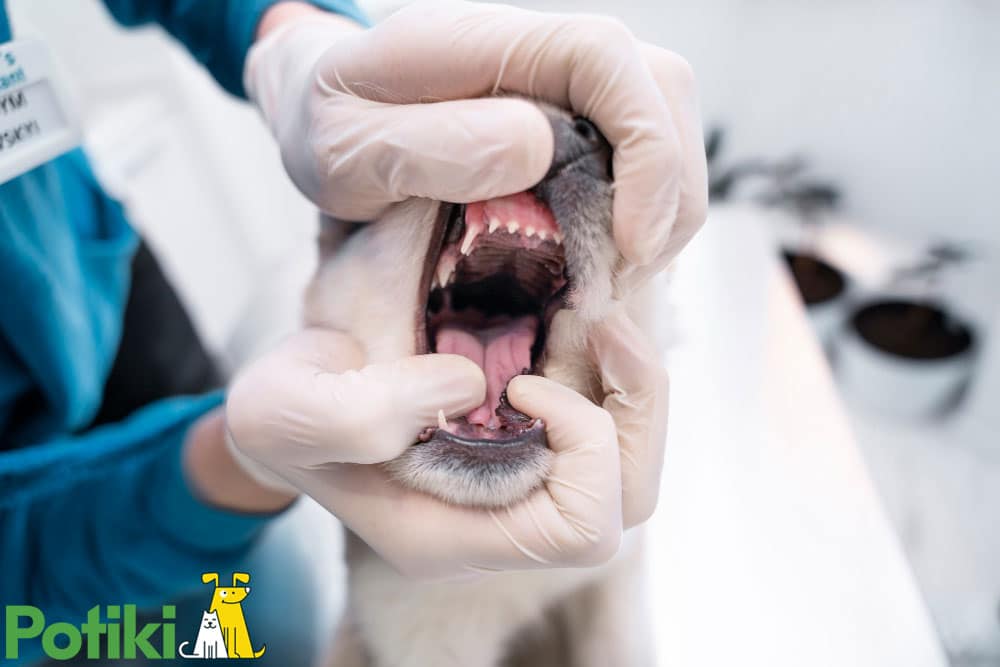 pet insurance plan