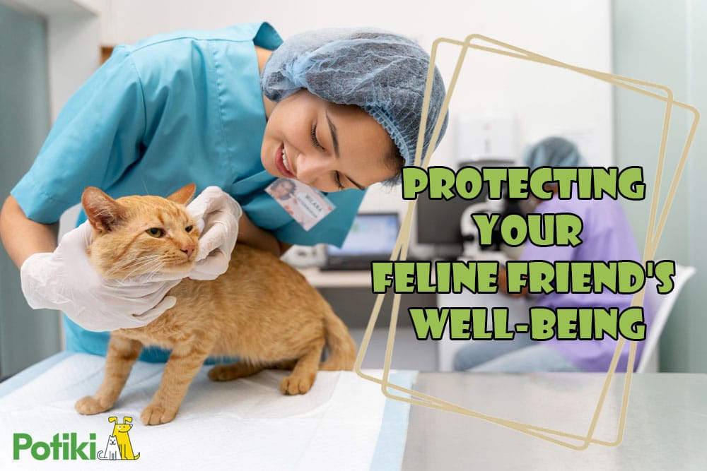 animal health insurance for cats in australia