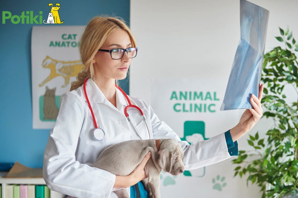 animal health insurance for dogs