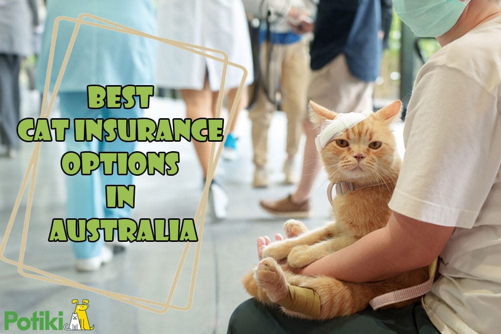 best cat insurance options in australia